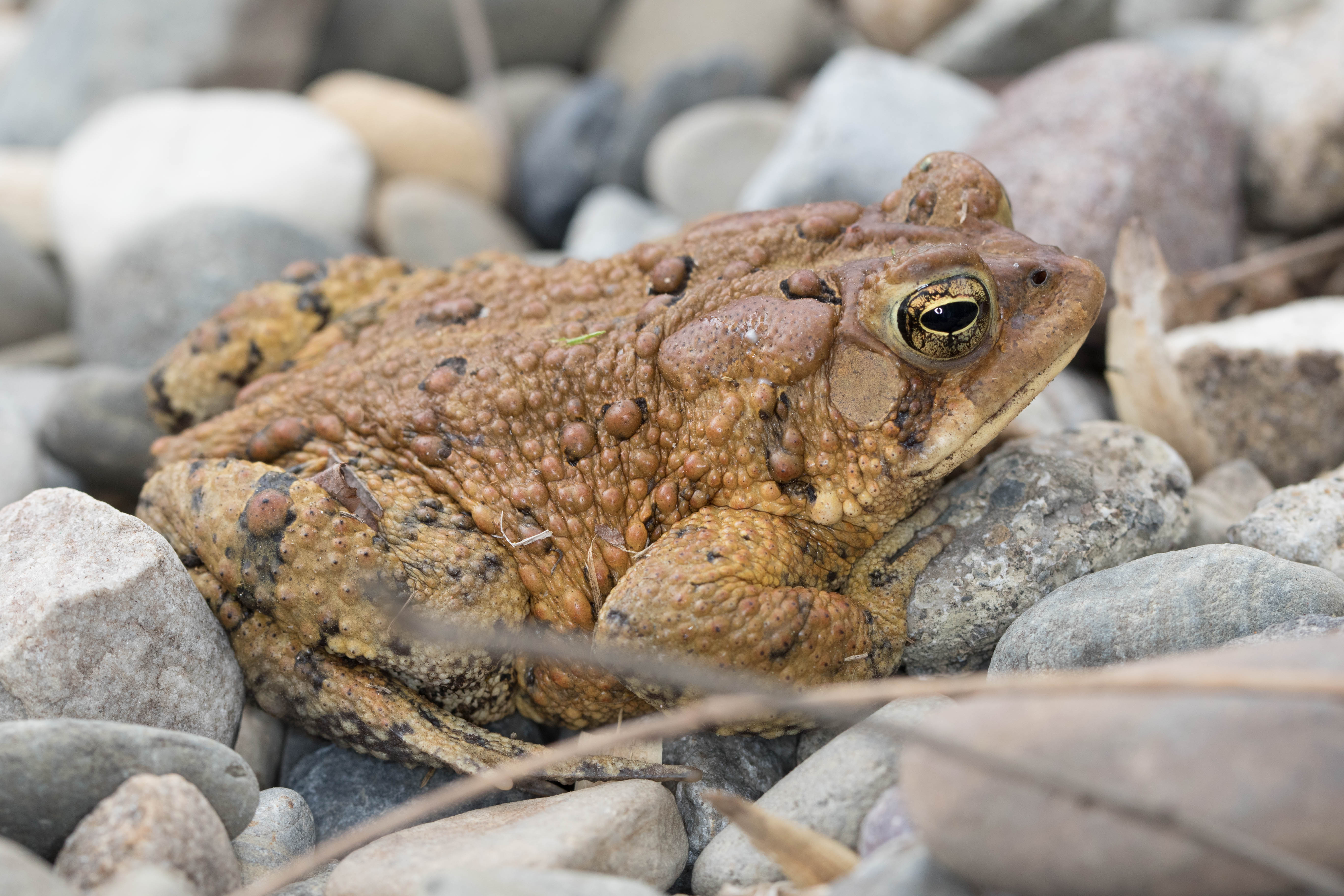 Moggy Hollow Hunterdon County, NJ